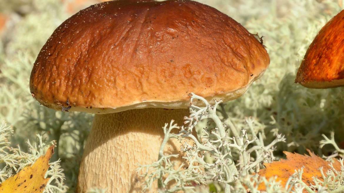 Pros and Cons of Mushroom Farming